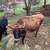 Jersey Cow 1 thumbnail