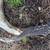 Matching 9-Point Whitetail Deer Shed Antlers (No Chew Marks) - $50 OBO 7 thumbnail