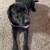 Free Large Labrador 2 thumbnail