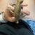 Crested Gecko 8 thumbnail