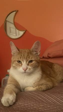 Lost Orange and White Tabby (Pasco)63866763998465120