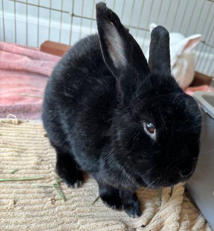 Bunny Rabbits, Princess and Stan, seek loving home (berkeley)64188536803330124