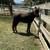 BLACK VERY TAME MINI HORSE STALLION 6 thumbnail
