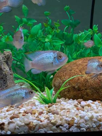Electric blue acaras rehome 1