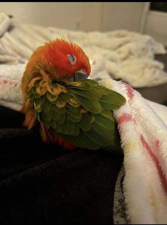 Red factor sun conure (Male)63948404268291122