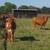Heifers 8 thumbnail