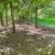 general tree services emergency tree services 15 thumbnail
