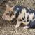 Kunekune Piglets 12 thumbnail