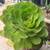 SUCCULENTS For SALE. Save water. 1g Plants. 1 thumbnail