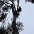 Professional Tree Trimming & Removal Services 12 thumbnail