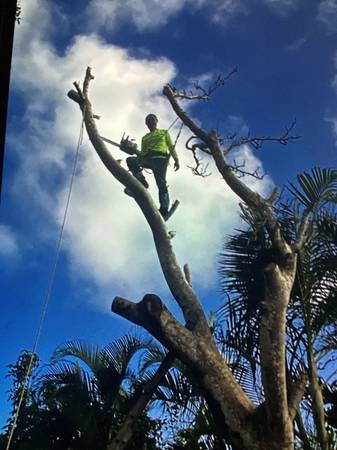 KEOKI'S (TREE TRIMMING), (ROCK WALL)  AND (LANDSCAPING) SERVICES 1