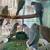 Indian Ringnecks And Alexanderine Available 5 thumbnail