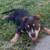 American bully puppy 1 thumbnail