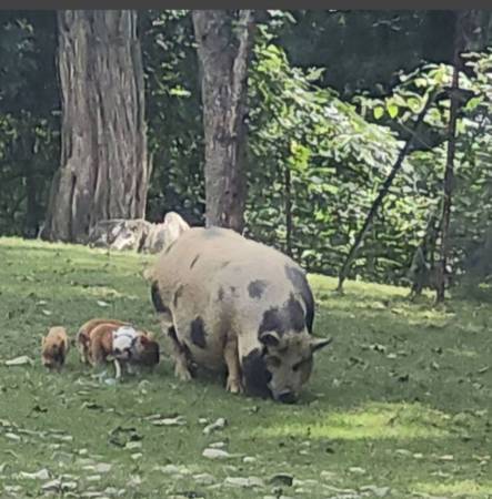Kunekune sow 1