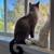 Siamese 1 year old looking for a loving home 3 thumbnail
