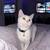Russian white cat 6 thumbnail