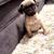 Pug puppy 5 thumbnail