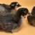8 Week PULLETS, Silver Laced Wyndotte and Black Sex Link 5 thumbnail