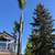 🌳🌲🌴Tree trimming LICENSED Tree removal  Palm Trimming 10% discount 3 thumbnail