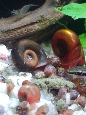 Ramshorn snails rehoming (Marysville)63853557527169122