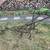 Antique Cultivator 2 thumbnail