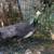 Peacock 3 thumbnail