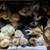 Bantam chicks 2 thumbnail