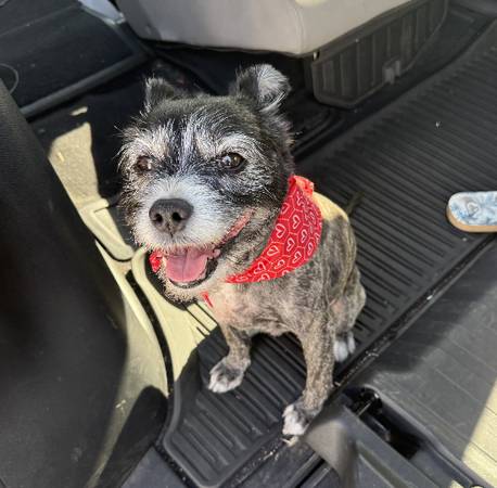 Lleva a mi pequeño perro a Las Vegas desde LA (LA a Las Vegas)63612037729409120