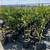 Orange trees 17 thumbnail