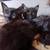 Black Kittens 8 thumbnail