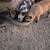 Kunekune 1 thumbnail