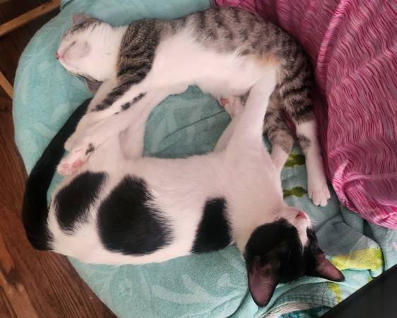 Two kittens available (Oklahoma City)63976603441922120
