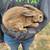 Bunnies 13 thumbnail