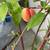 Fruit trees all kinds and sizes landscape bushes plants 6 thumbnail