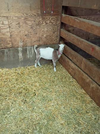 Mini Lamancha Doeling 1