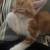 Kitten 3 thumbnail