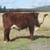 Polled Hereford Bull Calves 2 thumbnail