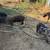 Kunekune pigs 2 thumbnail