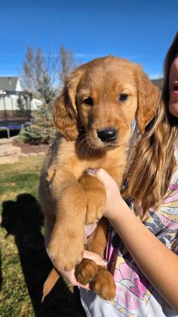 Golden Retriever (Cedar City)