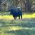 Great Starter Herd - South Poll Cattle 5 thumbnail