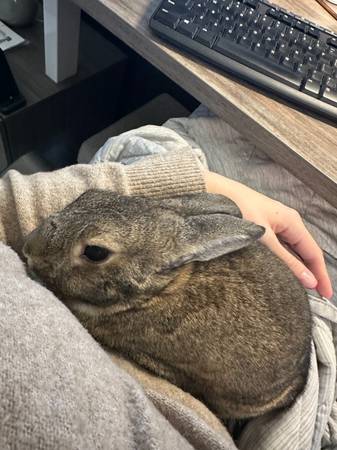 Indoor Rabbits Need Loving Homes ? (Las Vegas)63907299242371122