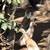 Ducks 2 thumbnail