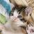 Kitten ( Muffin ) 1 thumbnail
