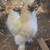 Several Select Bred Silkie Chickens 8 thumbnail