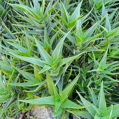 Succulent Clippings 1