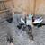 americanas chickens. Hens 2 thumbnail