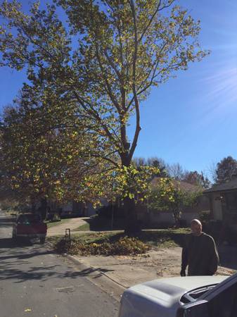 Tree Cutting, Trimming, Clean Up Brush Piles, Fence Rows, etc 1