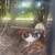 2 Young  Game Roosters 1 Black Game Hen For sale 9 thumbnail