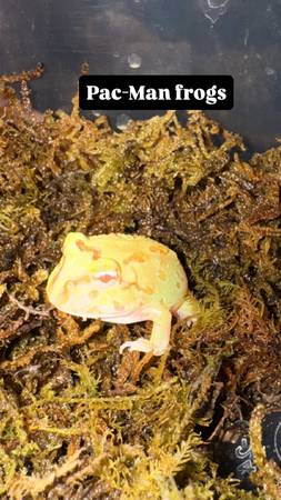 Albino Pacman Frog 1