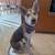Foster or adopter for Husky Mix 4 thumbnail